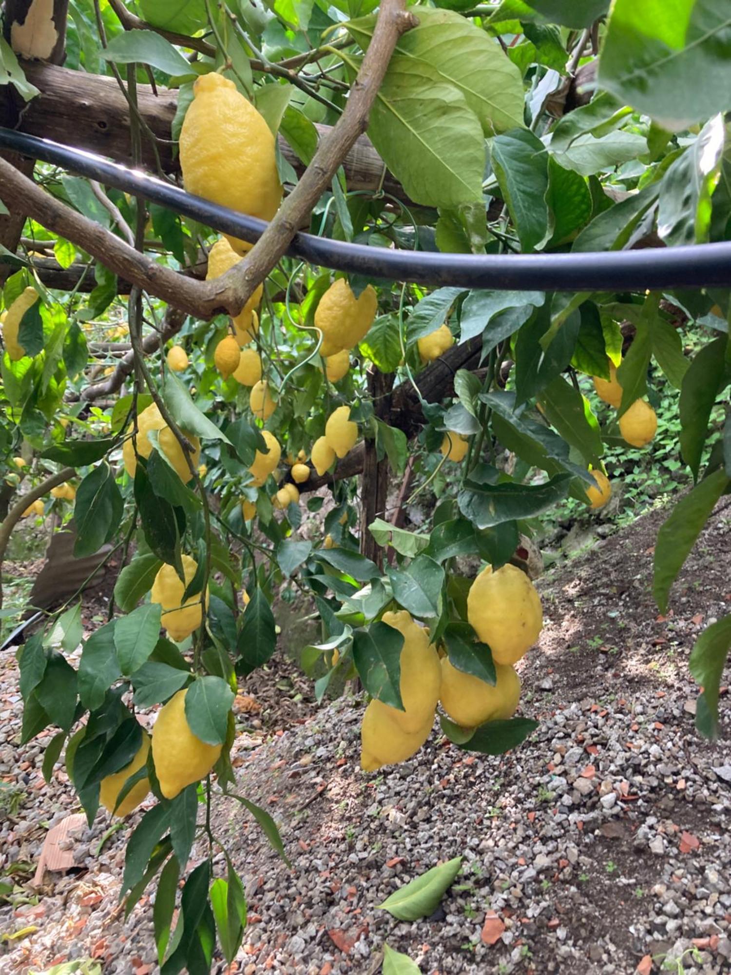 Suite I Limoni ラヴェッロ エクステリア 写真