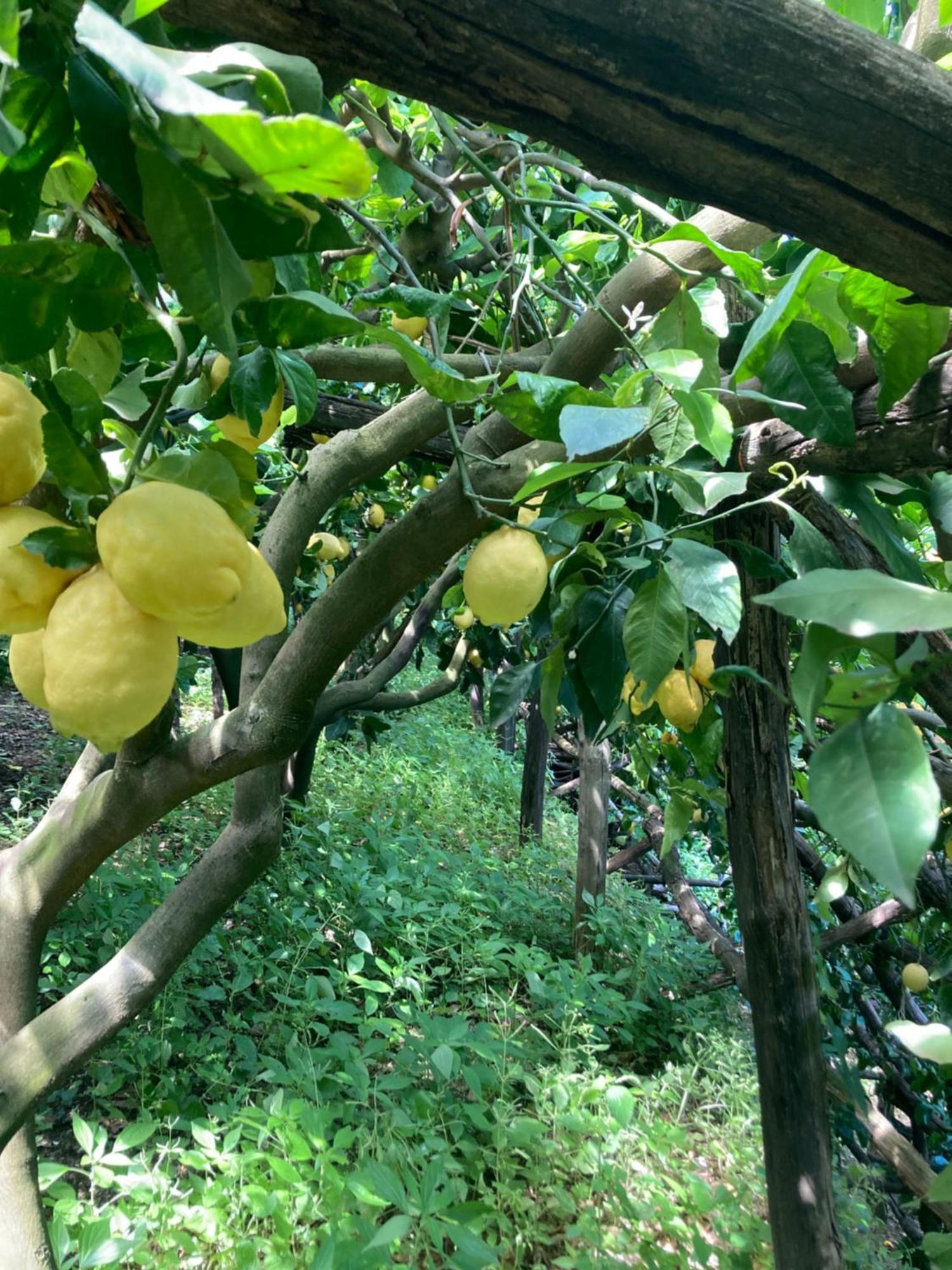 Suite I Limoni ラヴェッロ エクステリア 写真