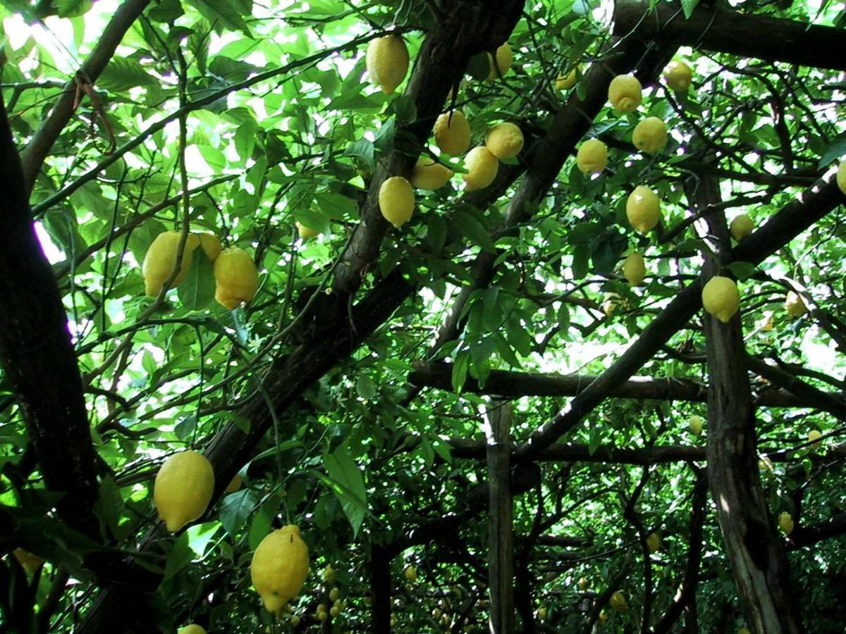 Suite I Limoni ラヴェッロ エクステリア 写真